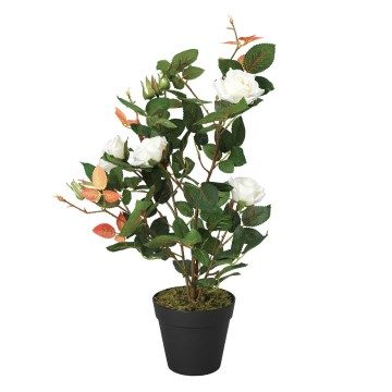 White Rose Bush in Pot - 7 Flowers - 50cm